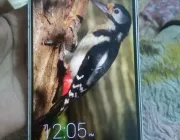 Honor 7 in good condition - Photos