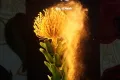 Samsung Galaxy A20 - Photos