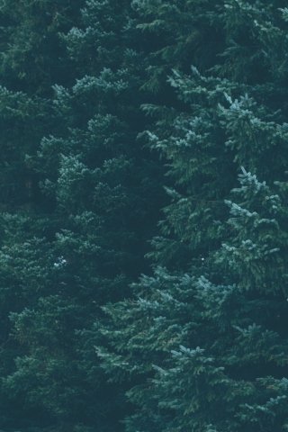 Abstract Tree mobile wallpaper