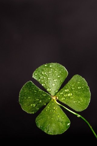 Clover leaf mobile wallpaper
