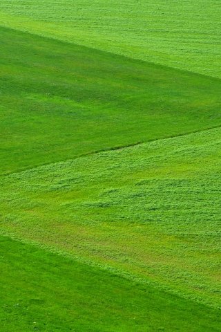 Natural Grass mobile wallpaper