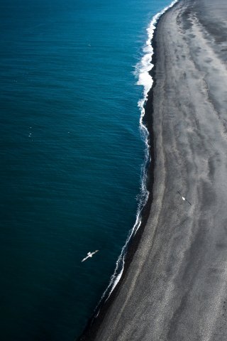 Birds on Beach mobile wallpaper