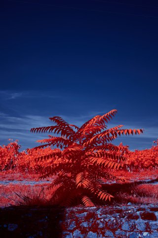 Blossom Red Flowers mobile wallpaper