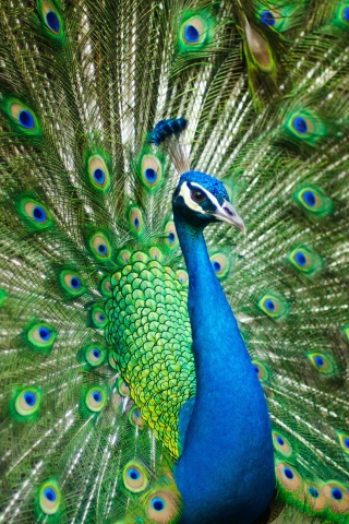 Male Peacock