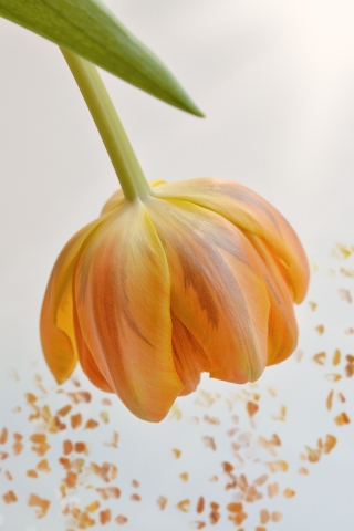 Tulip Orange  free mobile background