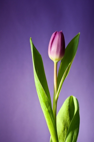 Tulip Purple Flower mobile wallpaper