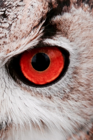 Owl - Download Mobile Phone full HD wallpaper