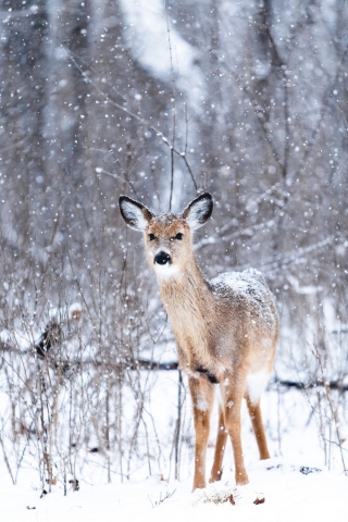 Deer in Snow mobile wallpaper