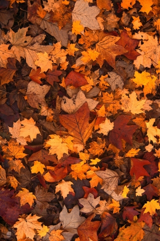 Autumn Leaves mobile wallpaper