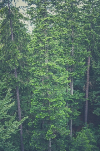 Aerial Tree View  free mobile wallpapers