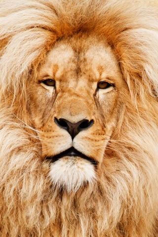 African lion mobile wallpaper