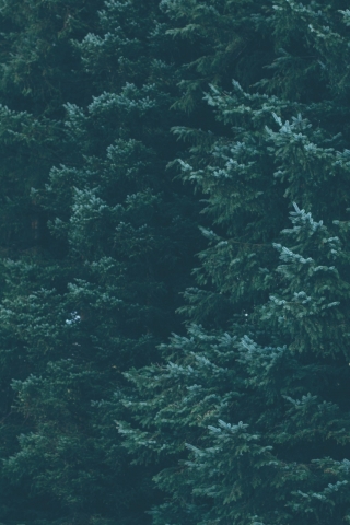 Abstract Tree mobile wallpaper
