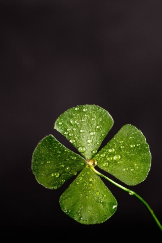 Clover leaf  free mobile wallpapers