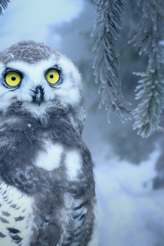 Owl in Snow mobile wallpaper