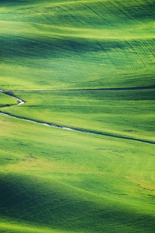 Green Grassland