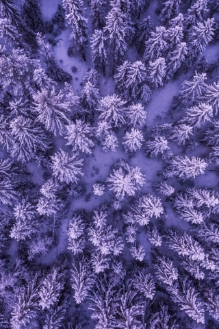 Purple Frozen Forest  free mobile wallpapers