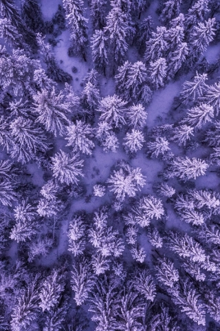 Purple Frozen Forest