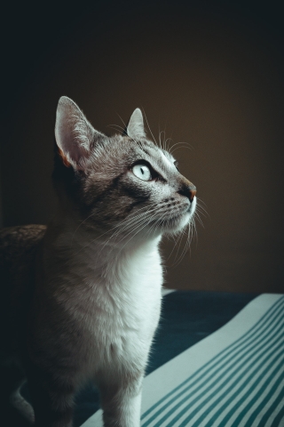 Cat Close-up