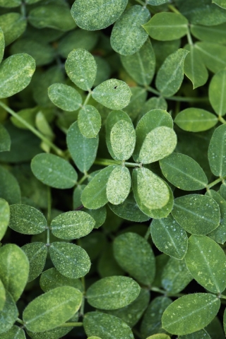 Plants Leaf