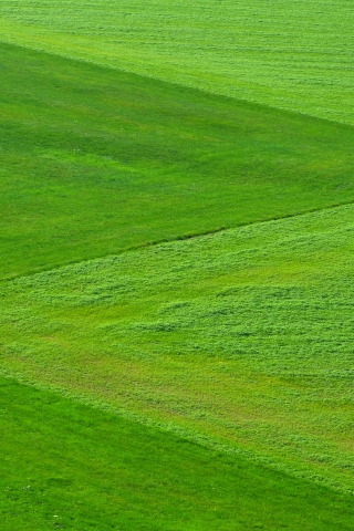 Natural Grass - Download Mobile Phone full HD wallpaper