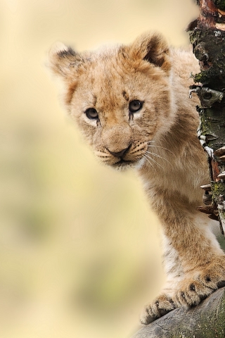 Baby Brown Tiger