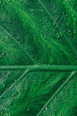 Close-up Green leaf