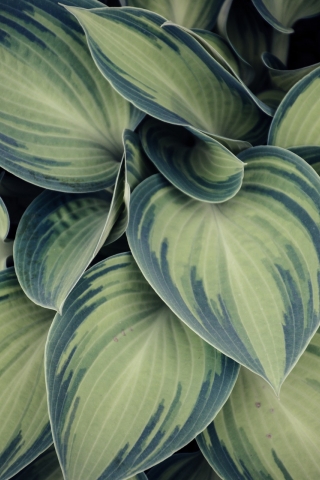 Variegated Leaf