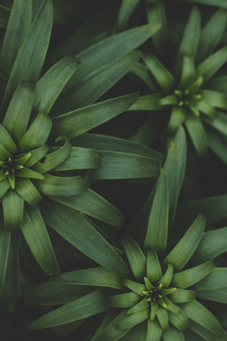 Plant leaves mobile wallpaper