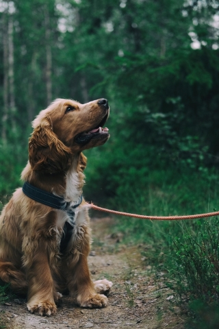 Small Spaniel puppy mobile wallpaper