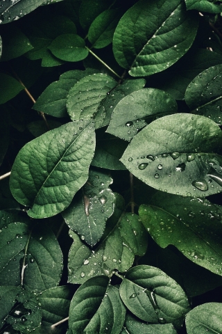 Water drops on Green leaves mobile wallpaper