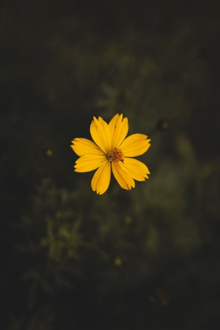 Yellow Flower mobile wallpaper