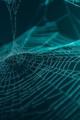 Spider Web Closeup