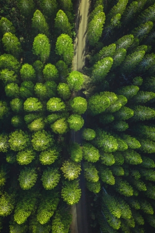 Trees Drone view mobile wallpaper