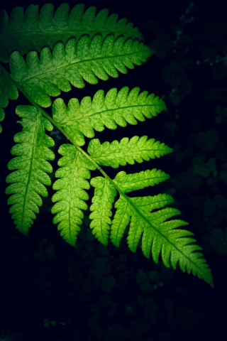 Fern Leaf - iPhone and Samsung Free Background mobile wallpaper