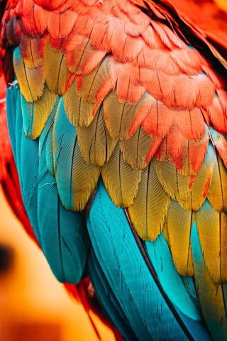 Rainbow Bird Feathers mobile wallpaper