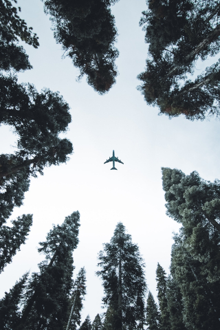 Airplane in the Tree mobile wallpaper