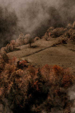 Autumn Grass Field mobile wallpaper