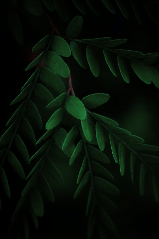 Closeup Green Leaves mobile wallpaper