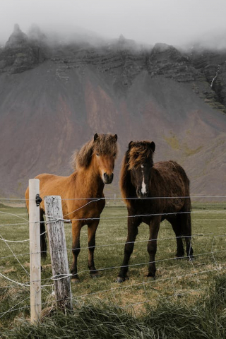 A Field Of Domestic Horses Grazing In The Highlands