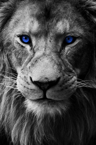 Danger Lion mobile wallpaper