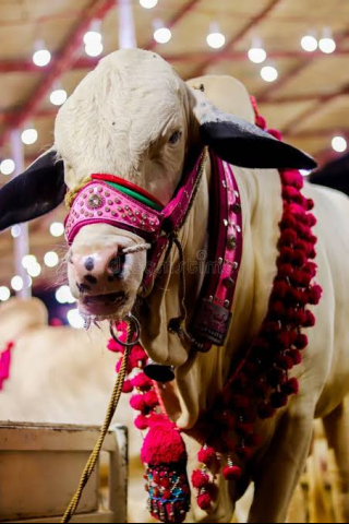 Qurbani 2025 mobile wallpaper