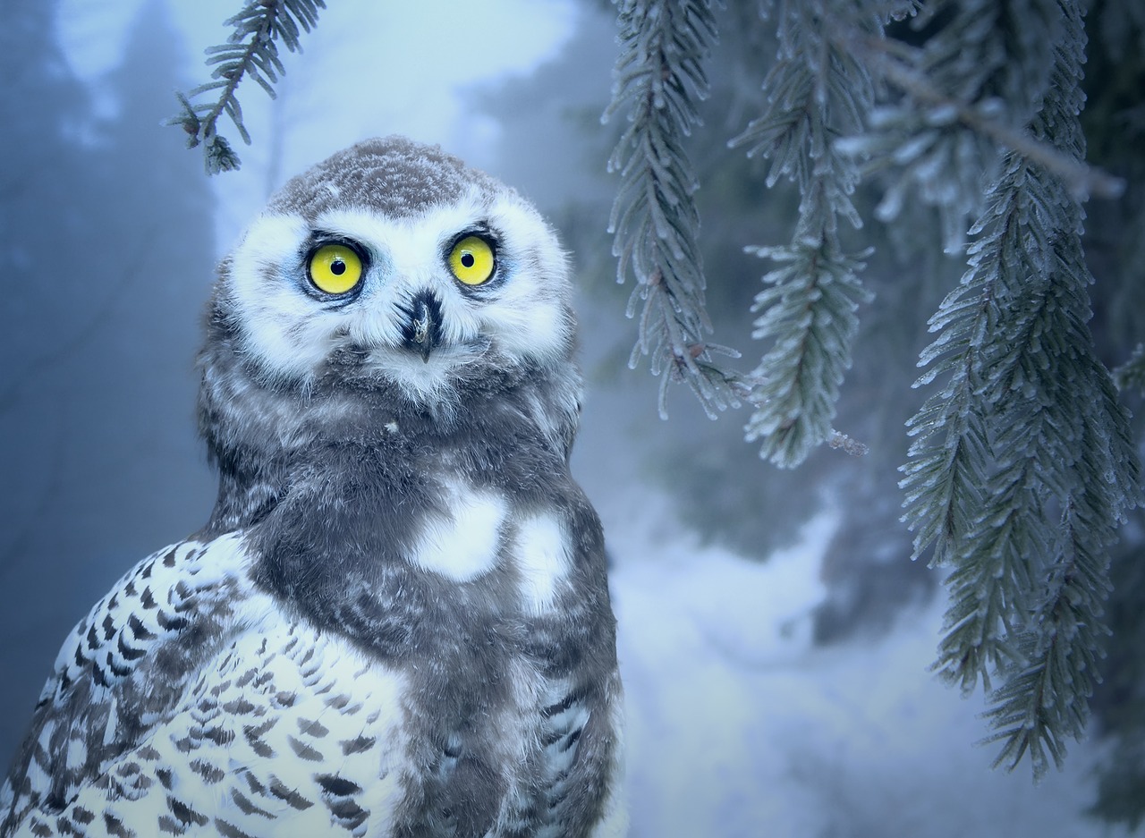 Owl in Snow - Download Mobile Phone full HD wallpaper