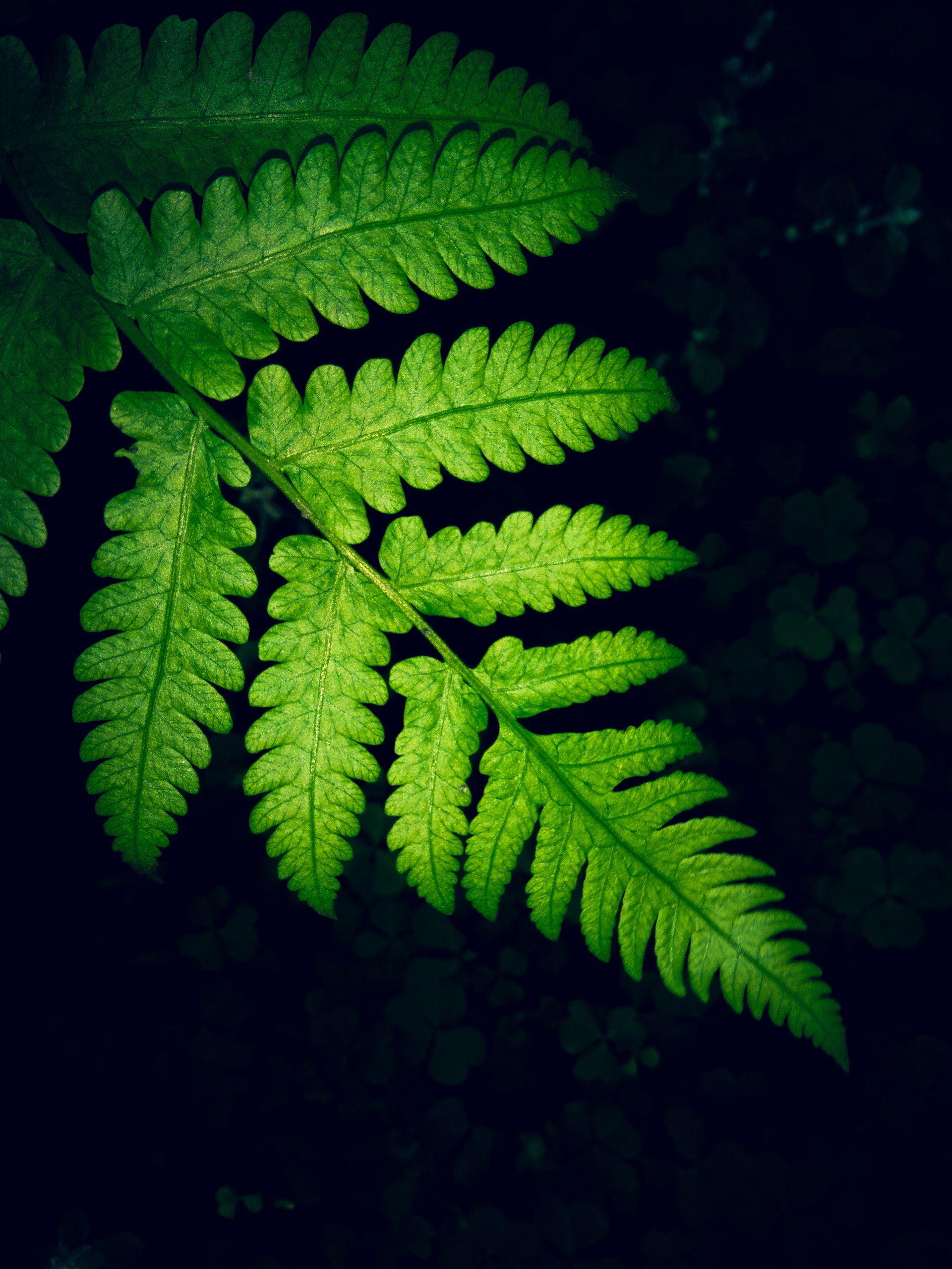 Fern Leaf - iPhone and Samsung Free Background - Download Mobile Phone full HD  wallpaper