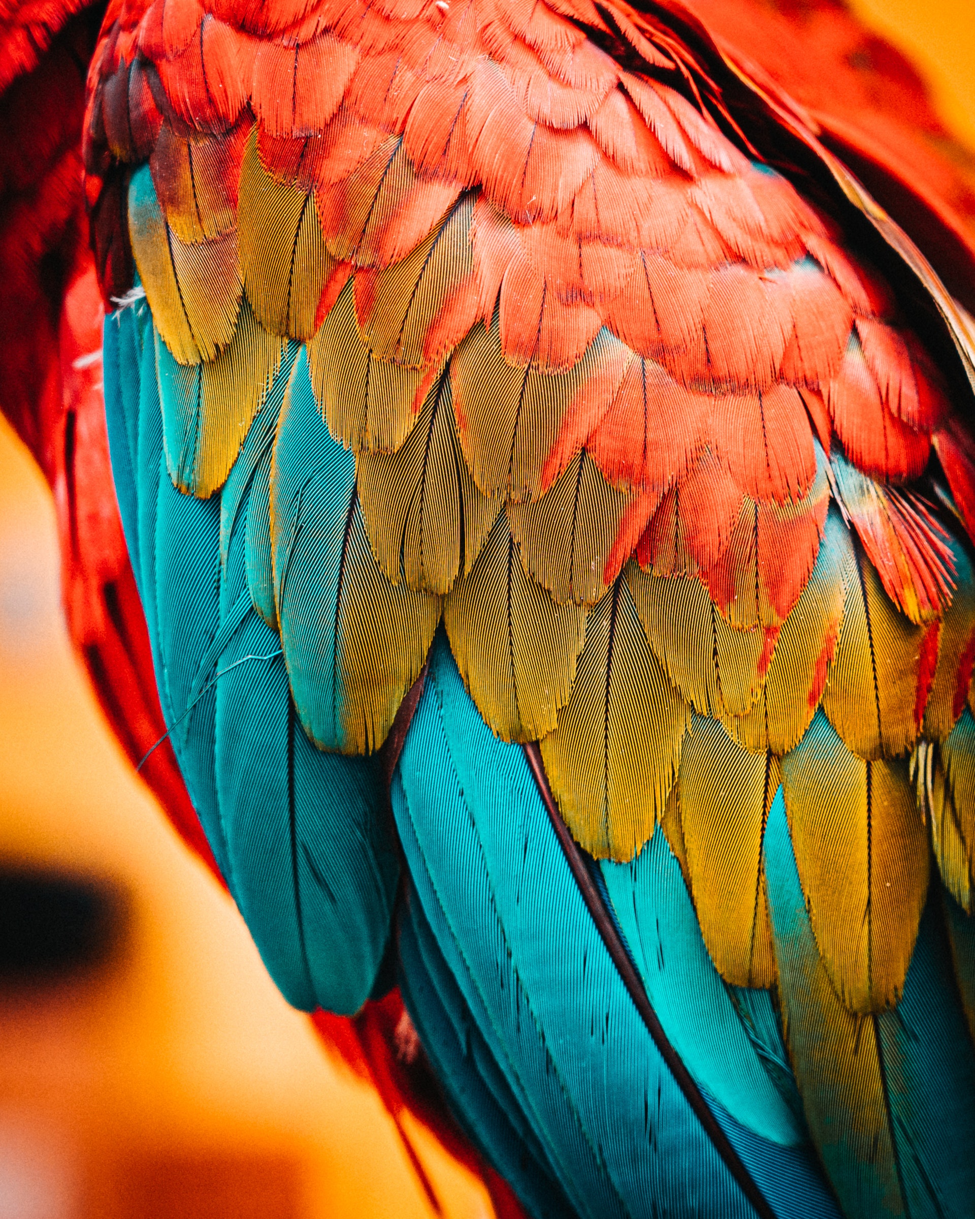 Rainbow Bird Feathers - Download Mobile Phone full HD wallpaper