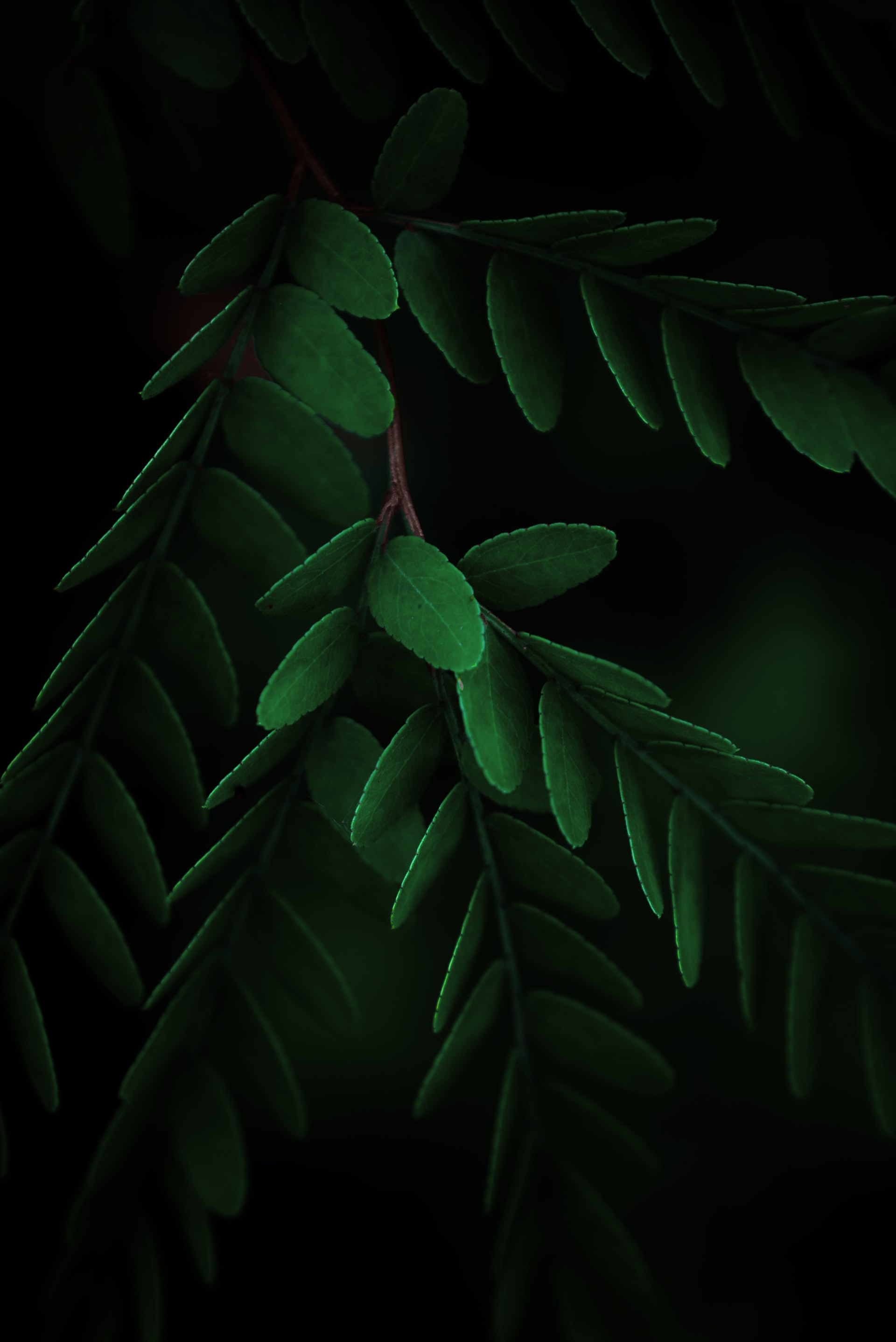 Closeup Green Leaves - Download Mobile Phone full HD wallpaper